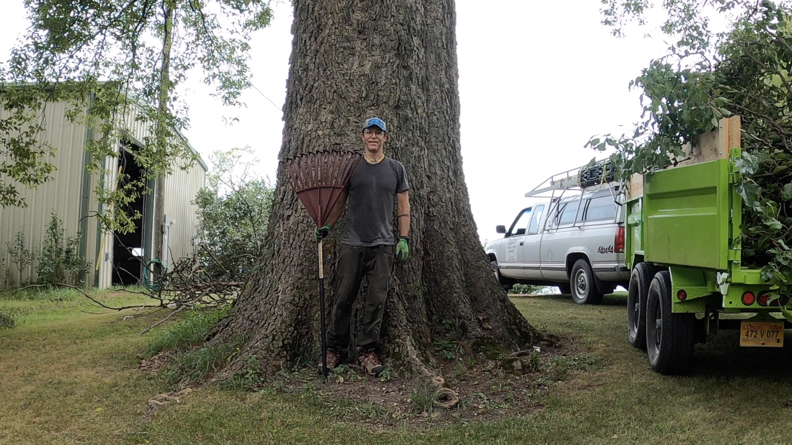 Hackberry tree